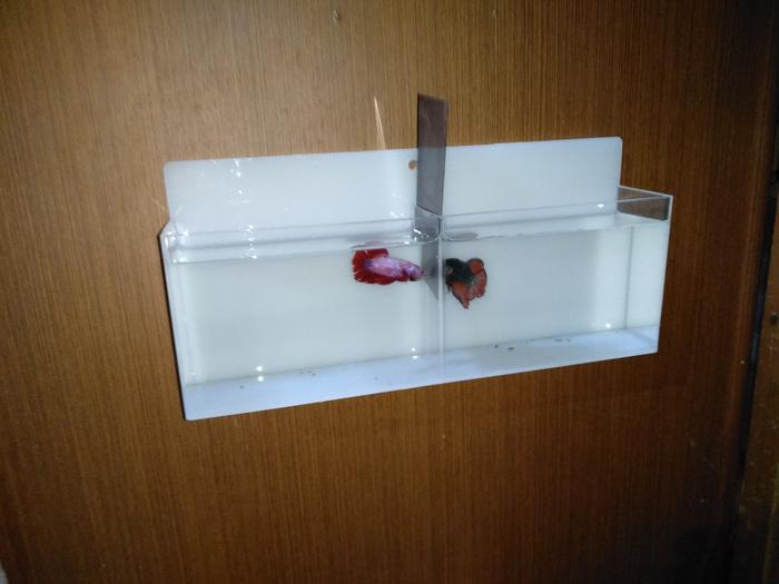 Detail Aquarium Mini Untuk Di Kamar Nomer 29