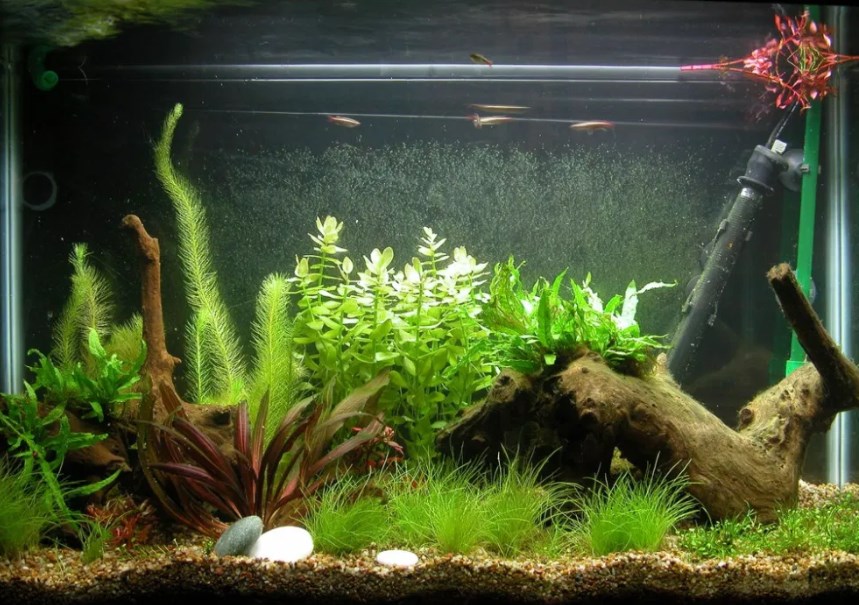 Detail Aquarium Mini Untuk Di Kamar Nomer 46