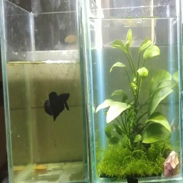 Detail Aquarium Mini Untuk Di Kamar Nomer 50