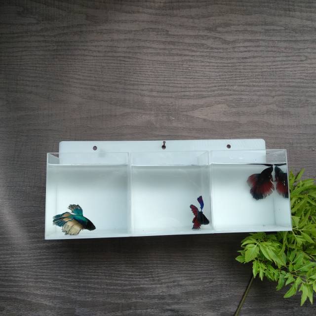 Detail Aquarium Mini Untuk Di Kamar Nomer 54