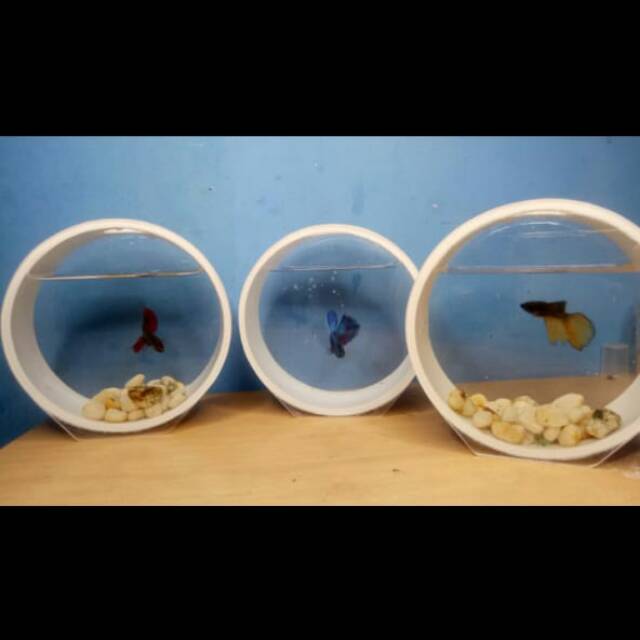 Detail Aquarium Mini Untuk Di Kamar Nomer 10