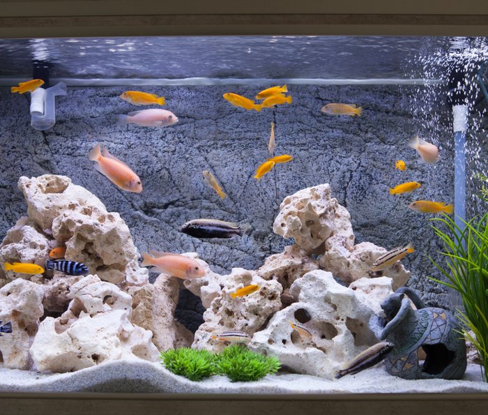 Detail Aquarium Modifikasi Nomer 10