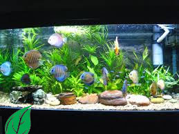 Detail Aquarium Modifikasi Nomer 20