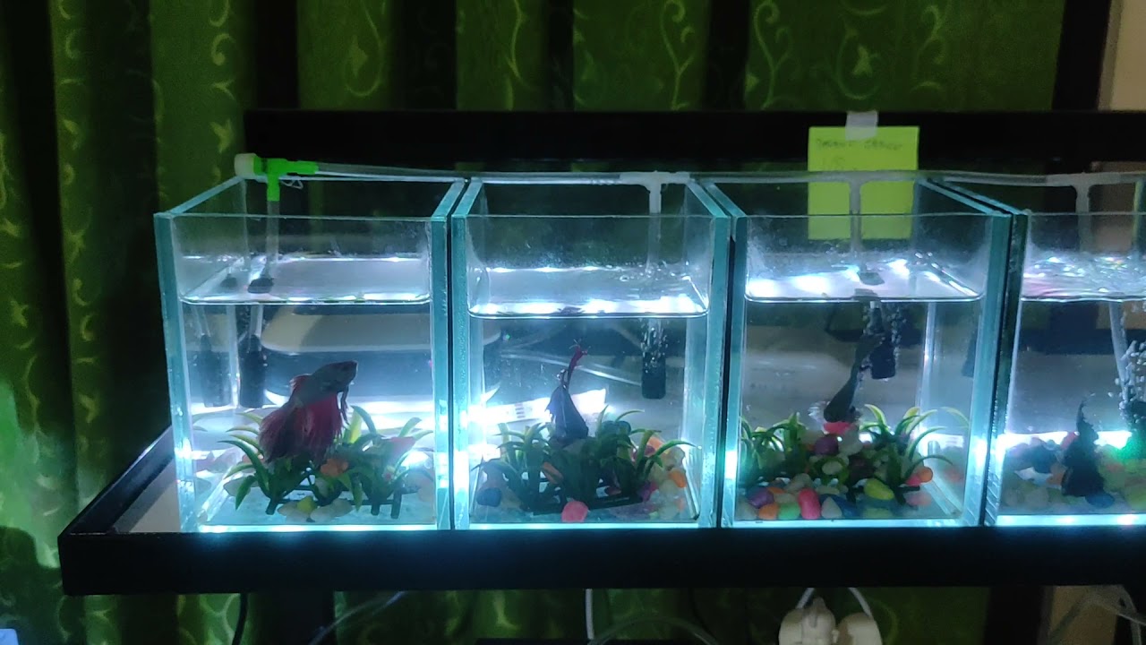 Detail Aquarium Modifikasi Nomer 24