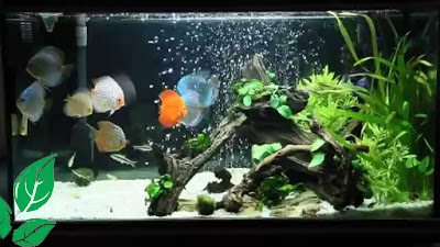 Detail Aquarium Modifikasi Nomer 29