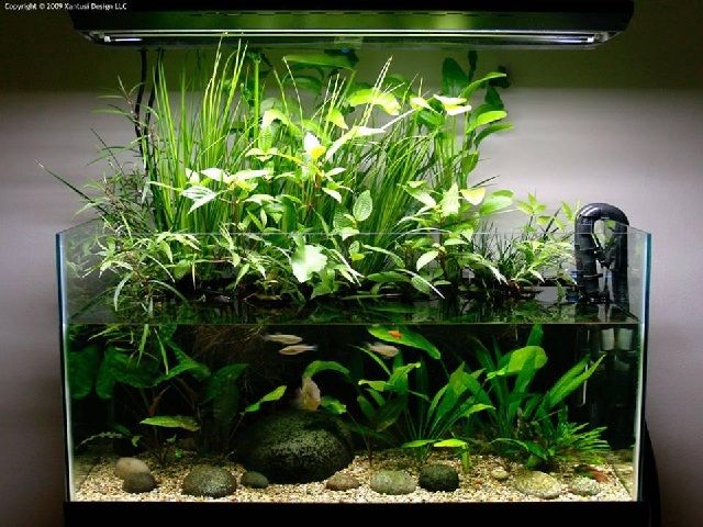 Detail Aquarium Modifikasi Nomer 32