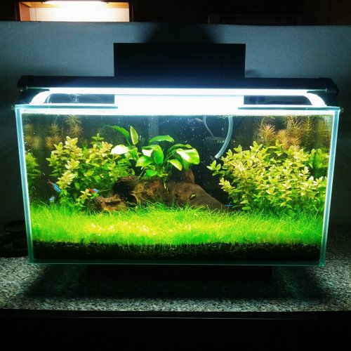 Detail Aquarium Modifikasi Nomer 8