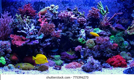 Detail Aquarium Pic Nomer 19