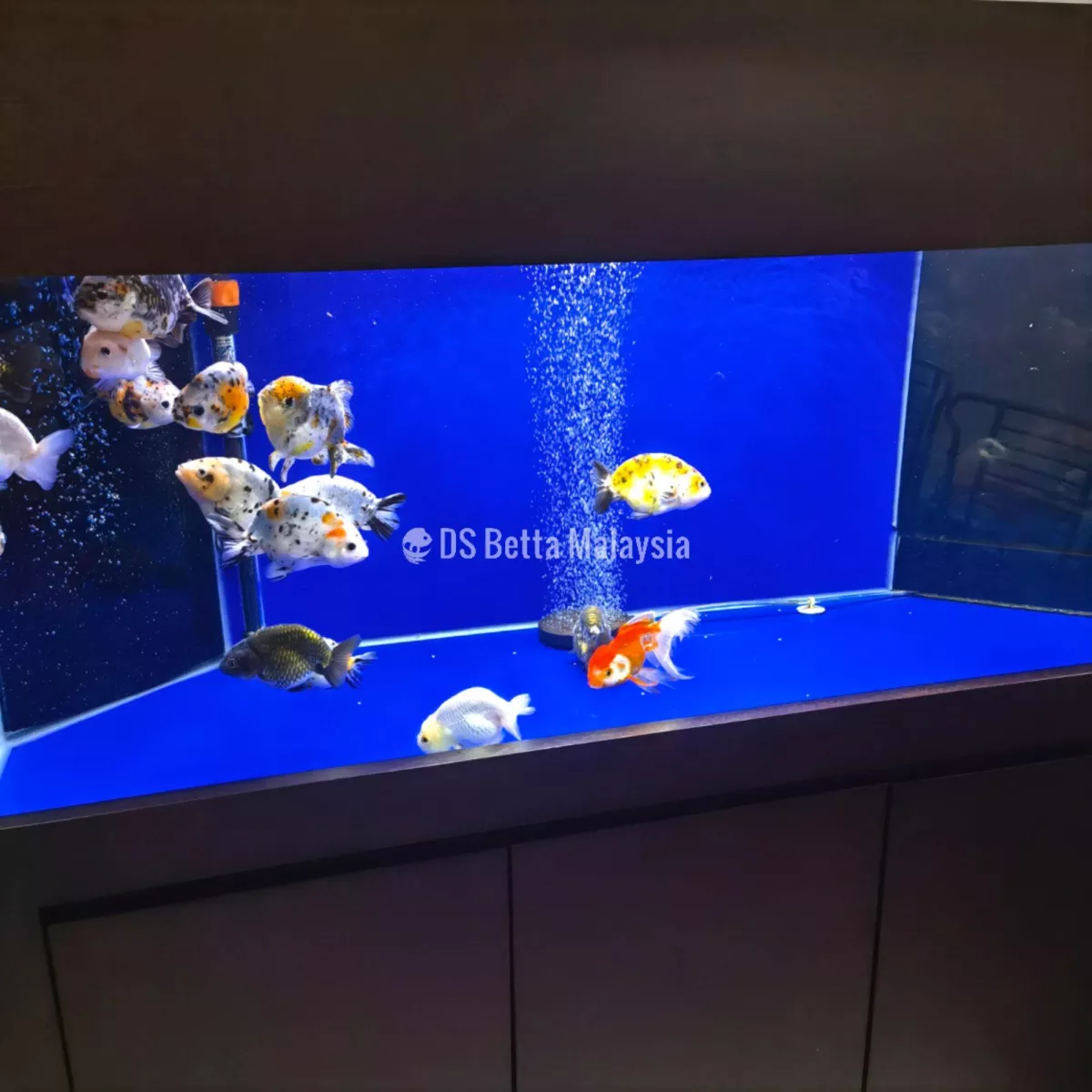 Detail Aquarium Putih Nomer 41