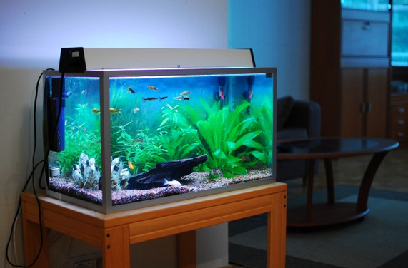 Detail Aquarium Rumah Minimalis Nomer 37