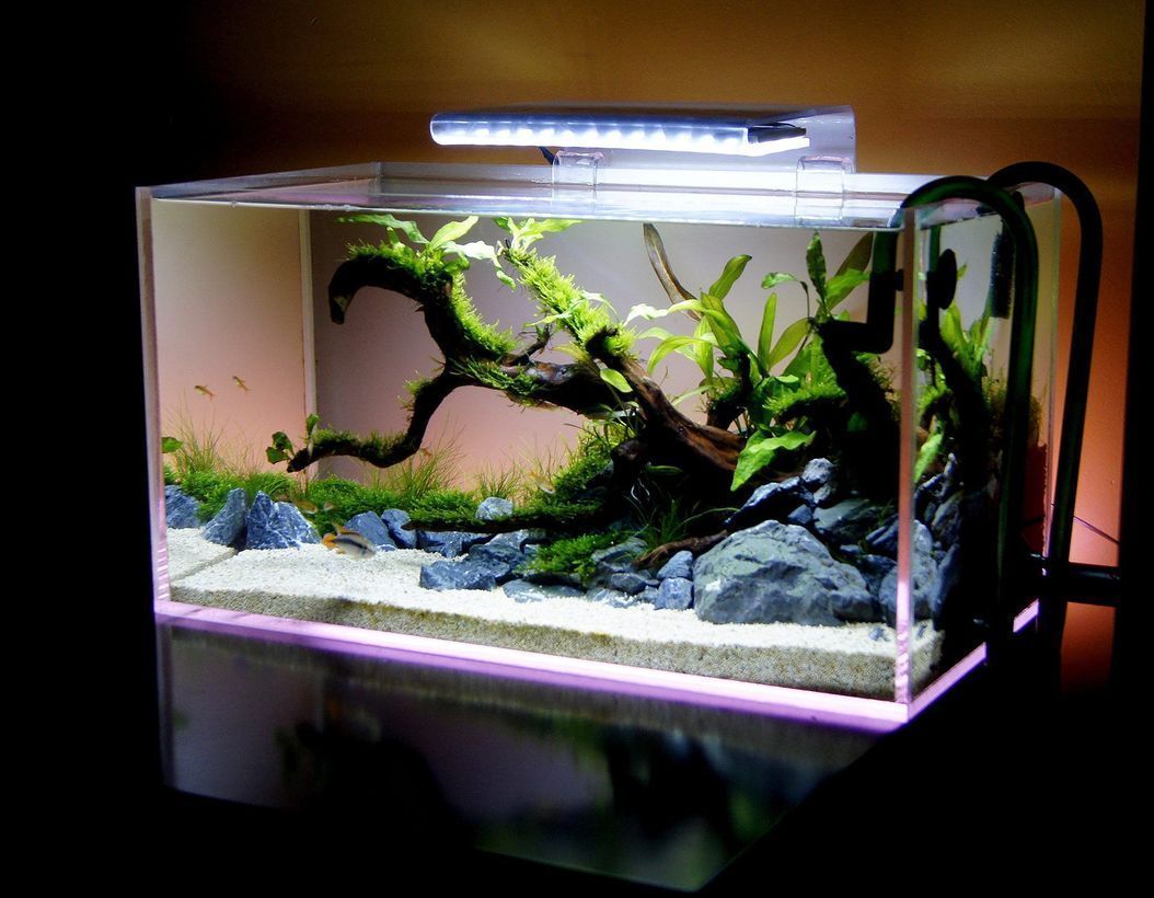 Detail Aquarium Rumah Minimalis Nomer 40