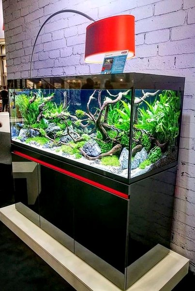 Detail Aquarium Rumah Minimalis Nomer 9