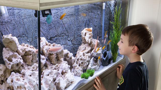 Detail Aquarium Simple Keren Nomer 40