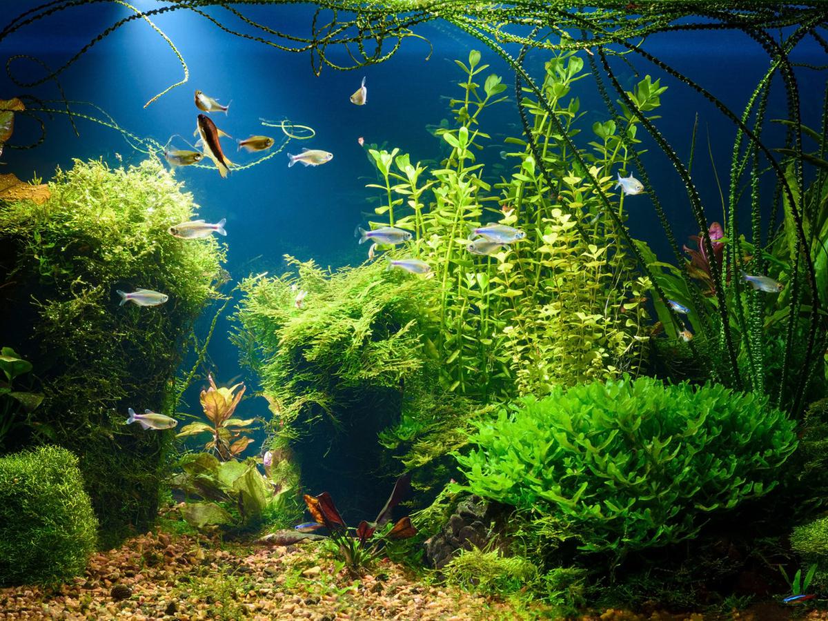 Detail Aquarium Simple Keren Nomer 48