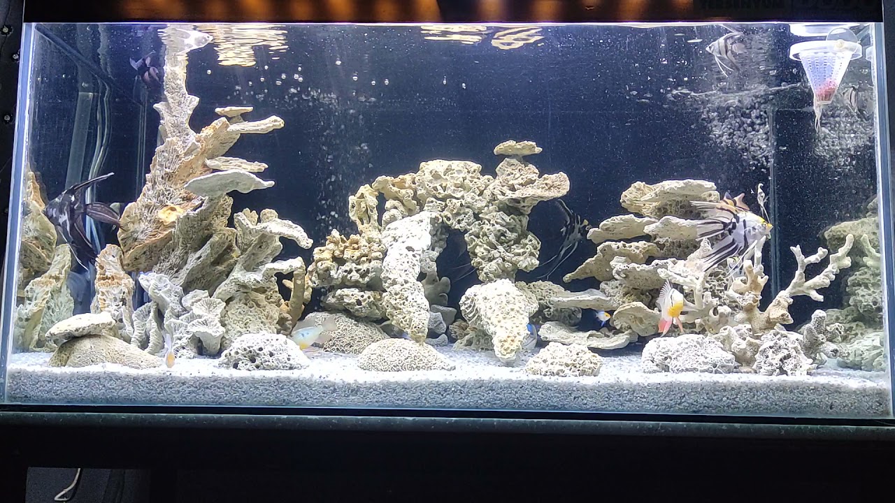 Detail Aquarium Tema Batu Karang Nomer 11