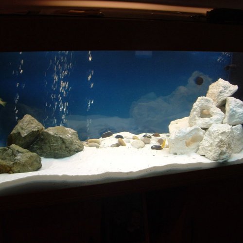 Detail Aquarium Tema Batu Karang Nomer 14