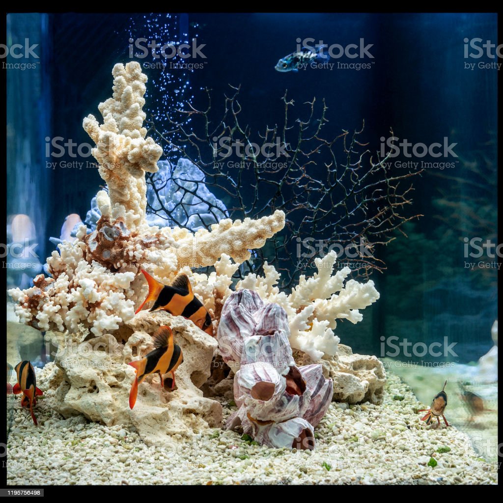 Detail Aquarium Tema Batu Karang Nomer 16