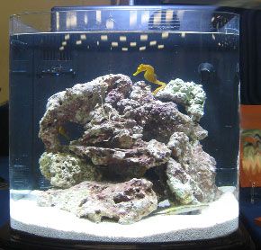 Detail Aquarium Tema Batu Karang Nomer 34