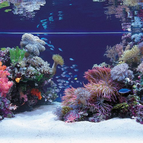 Detail Aquarium Tema Batu Karang Nomer 40