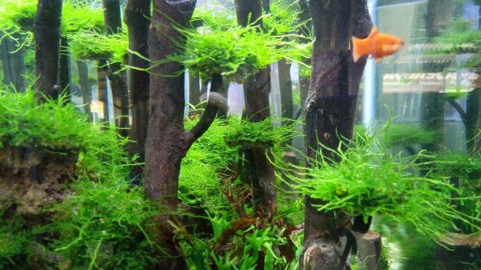 Detail Aquarium Tema Batu Karang Nomer 42