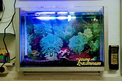 Detail Aquarium Tembok Nomer 50