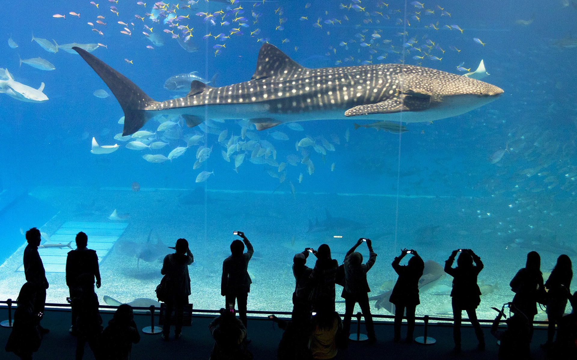 Detail Aquarium Terindah Nomer 15