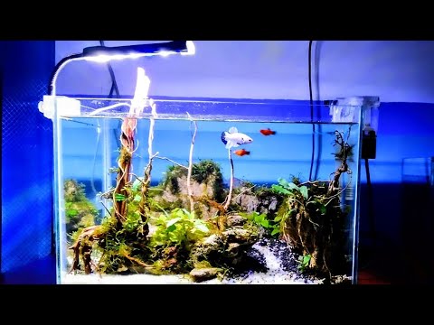 Detail Aquarium Terkeren Nomer 21