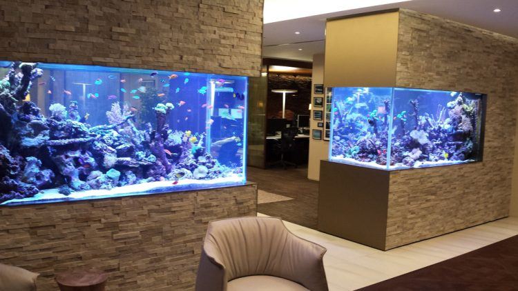 Detail Aquarium Terkeren Nomer 28