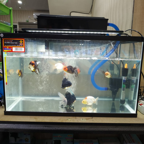 Detail Aquarium Untuk Ikan Mas Koki Nomer 14