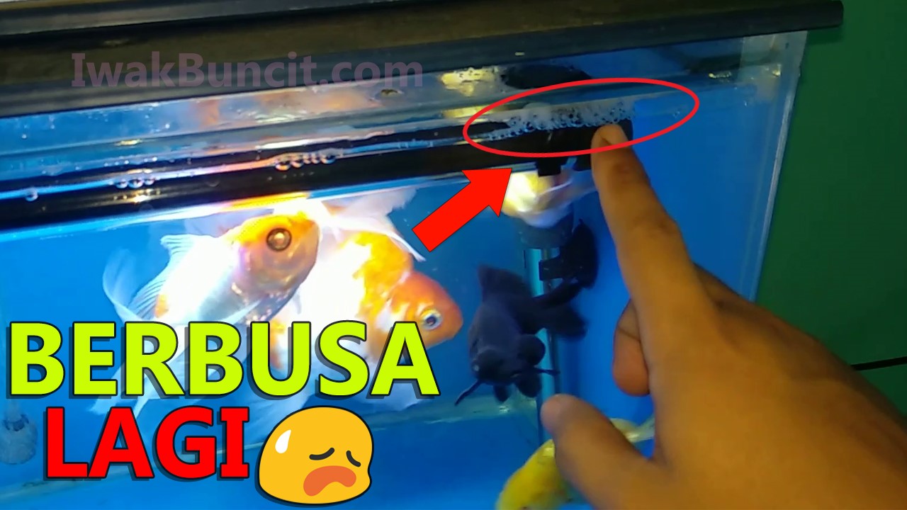 Detail Aquarium Untuk Ikan Mas Koki Nomer 20