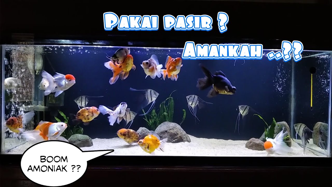 Detail Aquarium Untuk Ikan Mas Koki Nomer 24