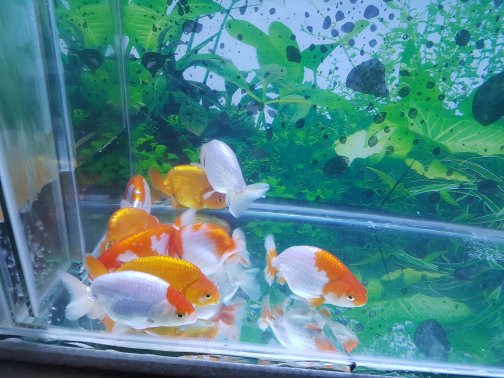 Detail Aquarium Untuk Ikan Mas Koki Nomer 32