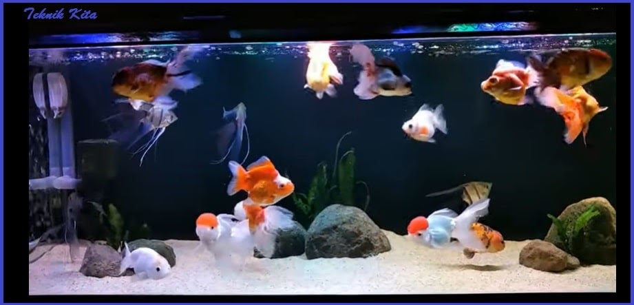 Detail Aquarium Untuk Ikan Mas Koki Nomer 5