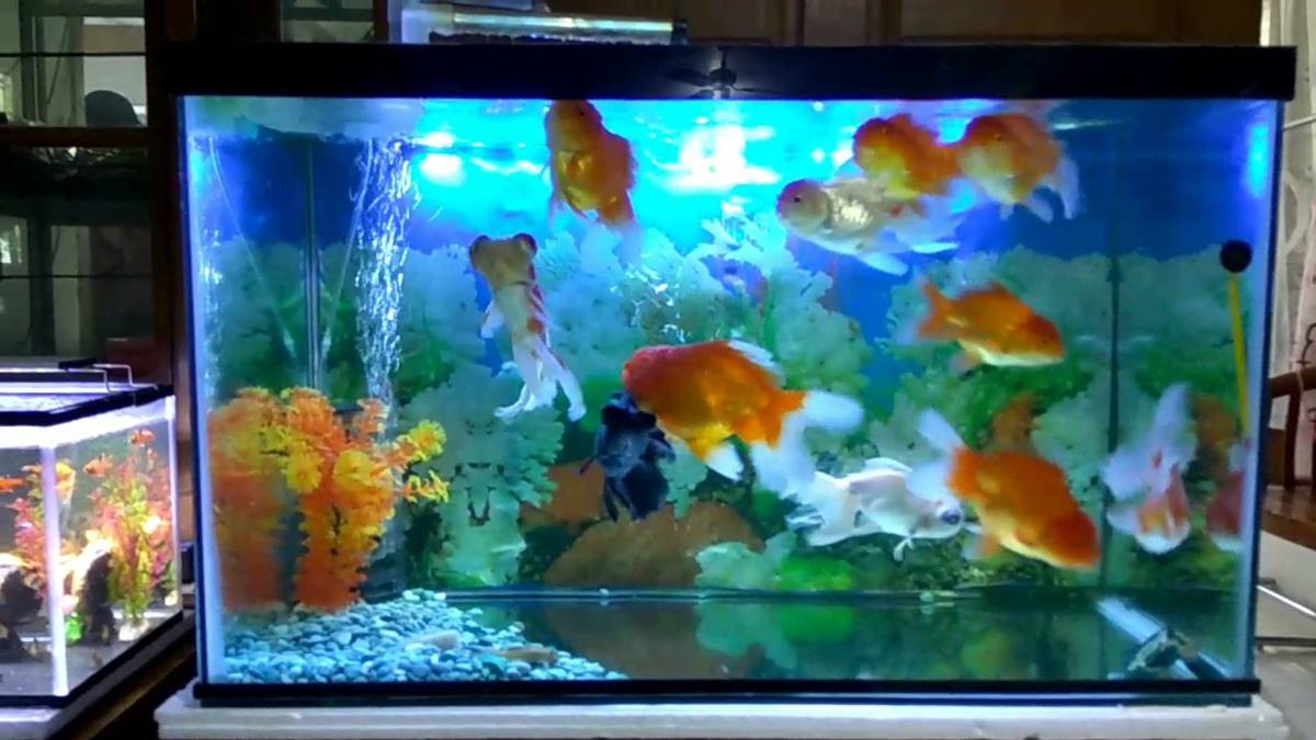 Detail Aquarium Untuk Ikan Mas Koki Nomer 6