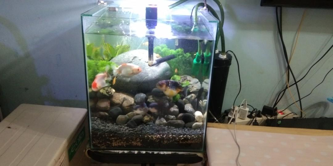 Detail Aquarium Untuk Ikan Mas Koki Nomer 51