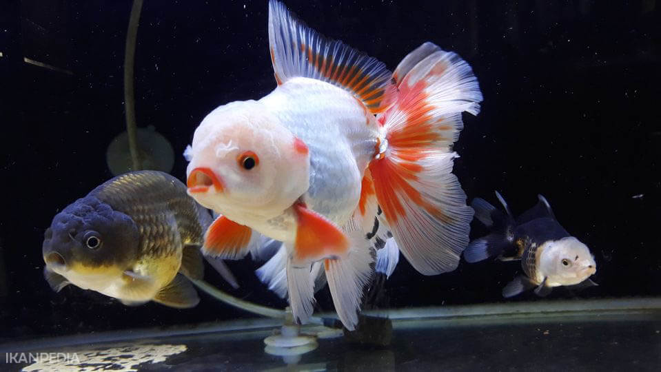 Detail Aquarium Untuk Ikan Mas Koki Nomer 54