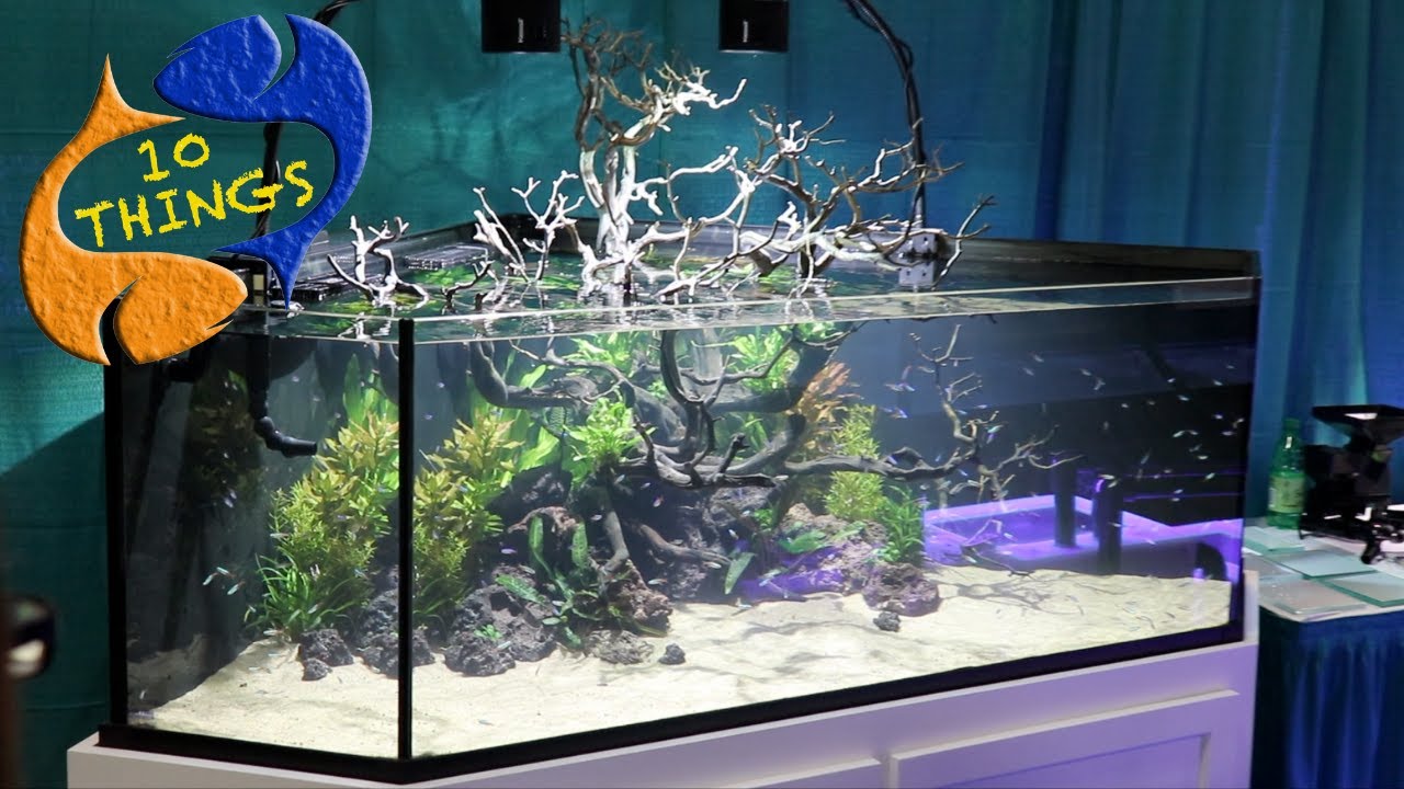 Detail Aquariums Images Nomer 5