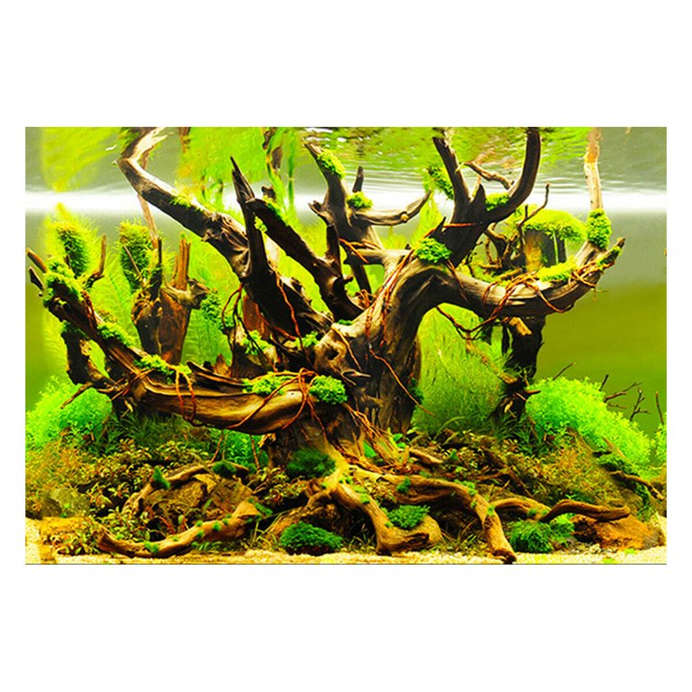 Detail Aquascape Background Nomer 22