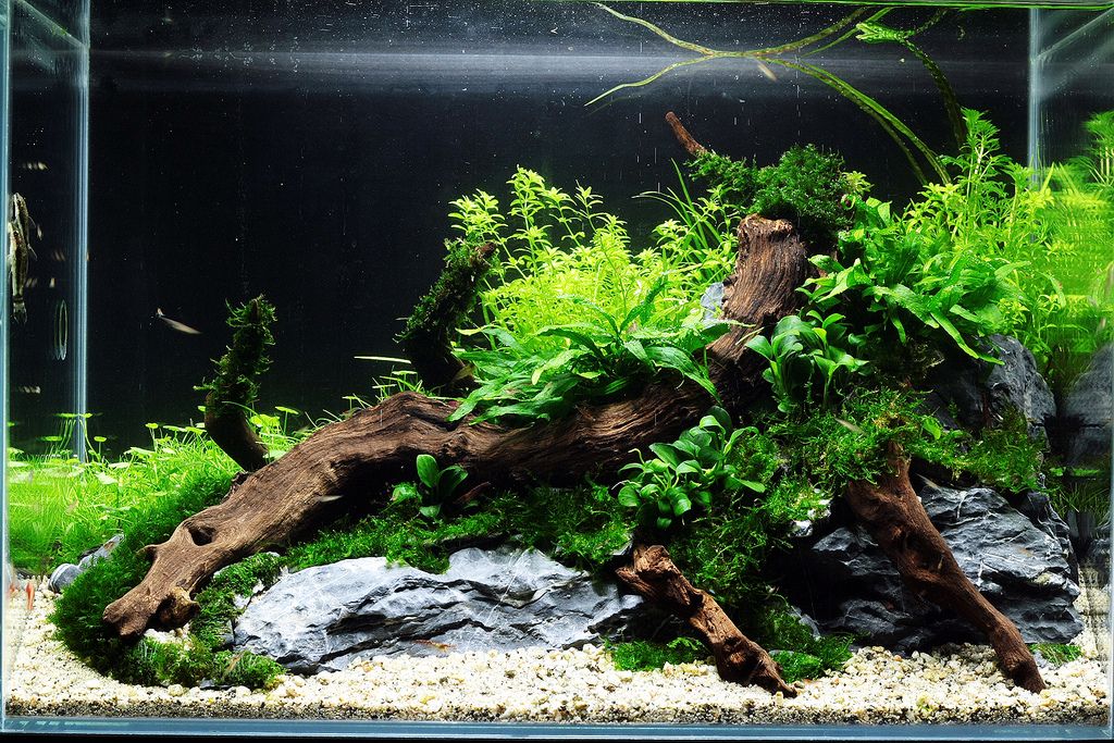 Detail Aquascape Background Nomer 5