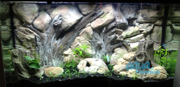 Detail Aquascape Background Nomer 38