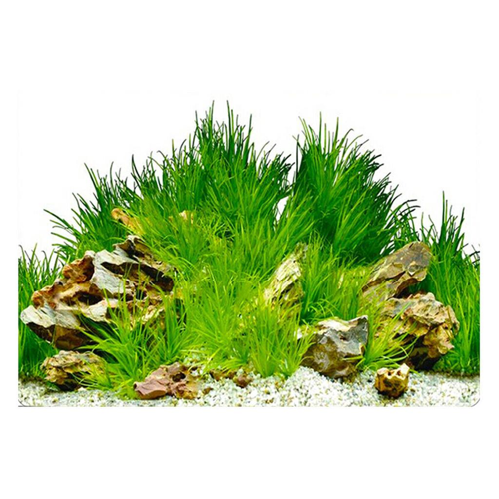 Detail Aquascape Background Nomer 51