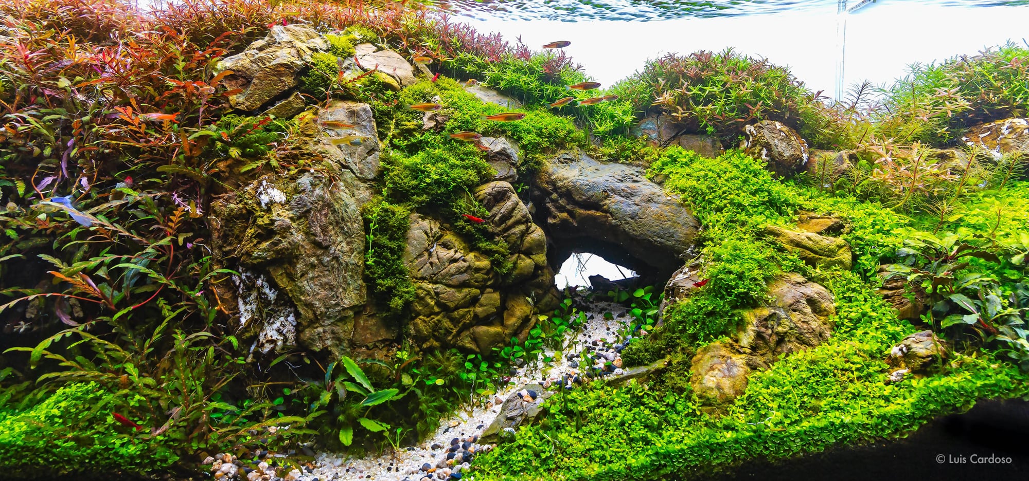 Detail Aquascape Background Nomer 9