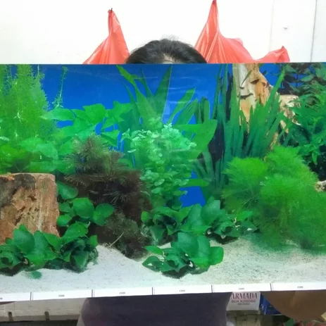 Detail Aquascape Background Hitam Nomer 30