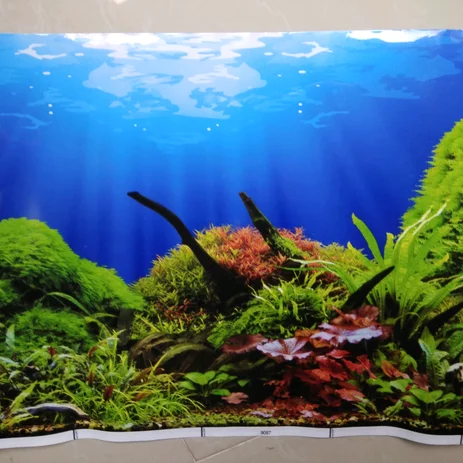 Detail Aquascape Background Hitam Nomer 48