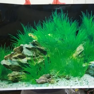 Detail Aquascape Background Hitam Nomer 53
