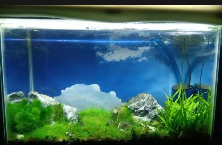 Detail Aquascape Background Hitam Nomer 54