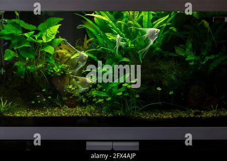 Detail Aquascape Background Putih Nomer 29