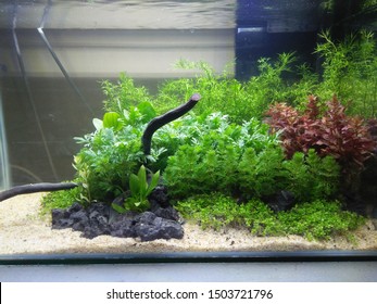 Detail Aquascape Background Putih Nomer 5