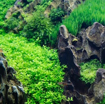 Detail Aquascape Background Putih Nomer 55