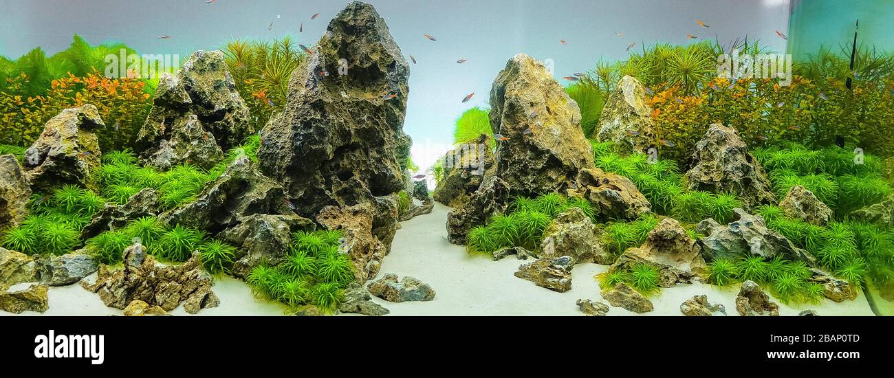 Detail Aquascape Background Putih Nomer 56